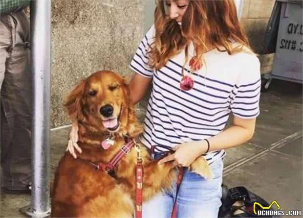 金毛犬的7大性格类型，你家的是哪种？