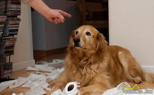 金毛犬的7大性格类型，你家的是哪种？