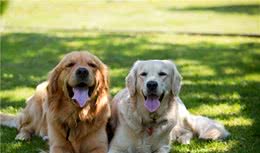 金毛犬的7大性格类型，你家的是哪种？
