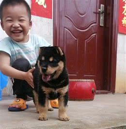 四眼铁包金，虎头猫儿，威风凛凛，可与外来犬种抗衡否？