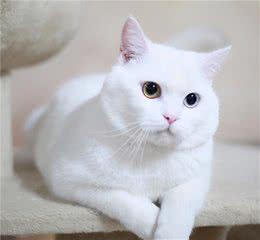 英国短毛猫这5种“罕见色”，谁能说不好看