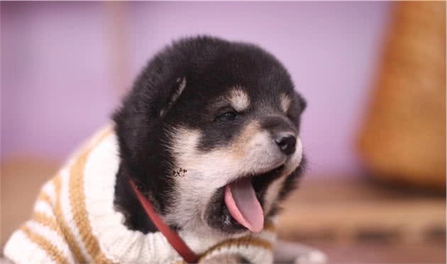 赛级柴犬多少钱能买到？