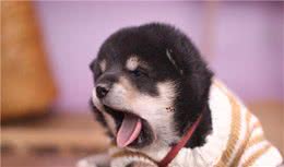 赛级柴犬多少钱能买到？