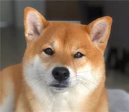为什么柴犬价格差距那么大？到底哪里才能买到真柴犬