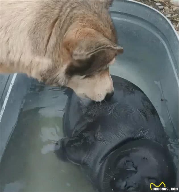 网友在海边捡到一只小海豹，二哈开心坏了：我来当保姆