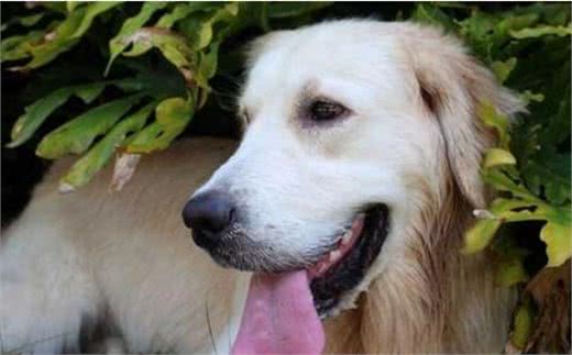 金毛犬很臭怎么办？教你6个小妙招，简单祛臭