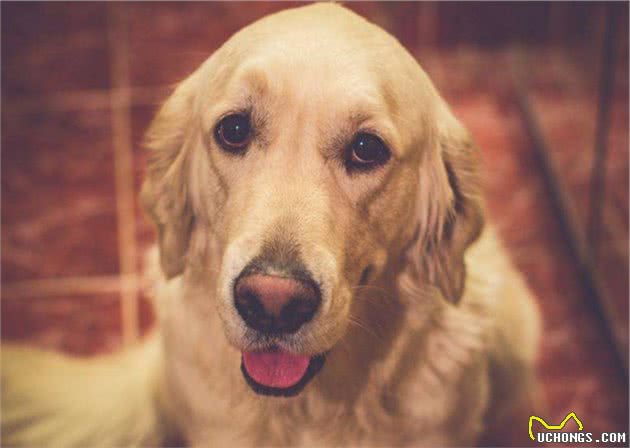 金毛犬很臭怎么办？教你6个小妙招，简单祛臭