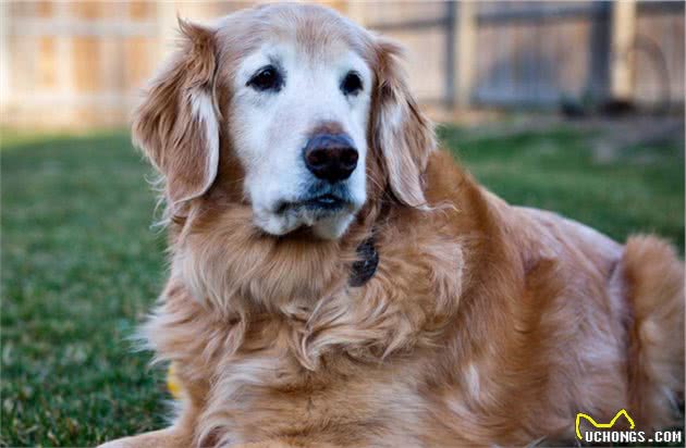 金毛犬很臭怎么办？教你6个小妙招，简单祛臭