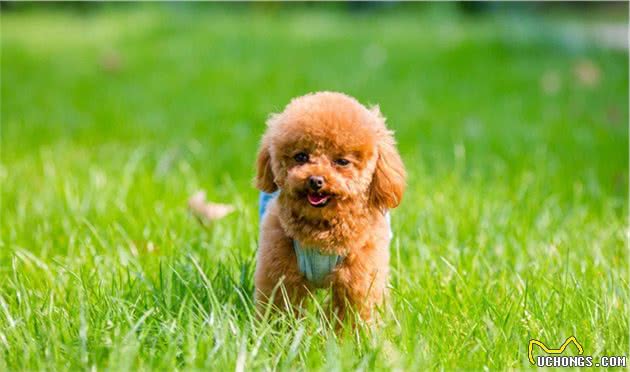 “命够长够硬”的6种小型犬，你家狗狗在吗？