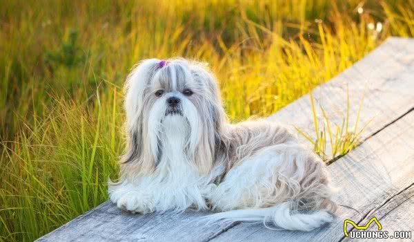 汪星人中的西施？你见过吗？盘点西施犬的三款吸睛发型