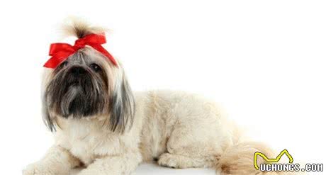 汪星人中的西施？你见过吗？盘点西施犬的三款吸睛发型