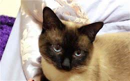 猫咪带娃会如何？暹罗猫现身说法：在多重身份中转换，很是心酸