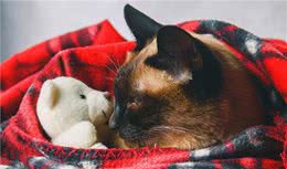除了无毛猫，这几种猫咪也不抗冻，一定要注意保暖