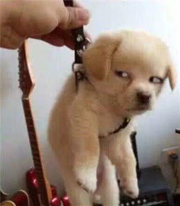 怎么看出狗狗是不是缺钙？你知道狗狗什么阶段容易缺钙吗？