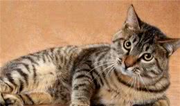 新手饲养狸花猫并不难，仅需掌握这5点
