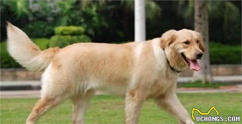 为什么狗狗爪子不让碰？肉垫的6个作用，看完默默缩回我的手
