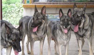 看家护院哪家强，我国“中华神犬”榜上有名