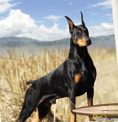 看家护院哪家强，我国“中华神犬”榜上有名