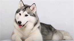 狗狗有这些表现，说明它心情不好，你别不知道