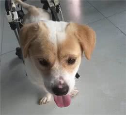 受伤的流浪犬小云获救助，你的后半生，让我们来守护