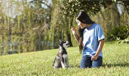 家里来了一只新狗狗，主人需要怎么教，才能让它对自己名字有反应