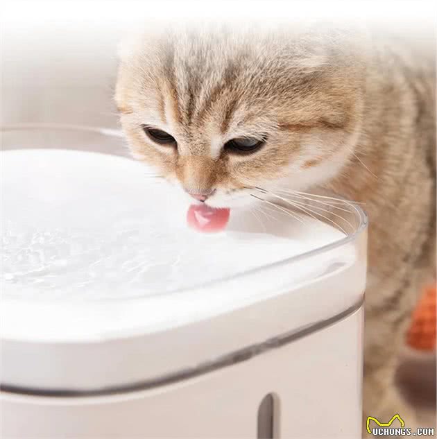 10样猫咪用了都上瘾的神器，铲屎官不允许你不知道