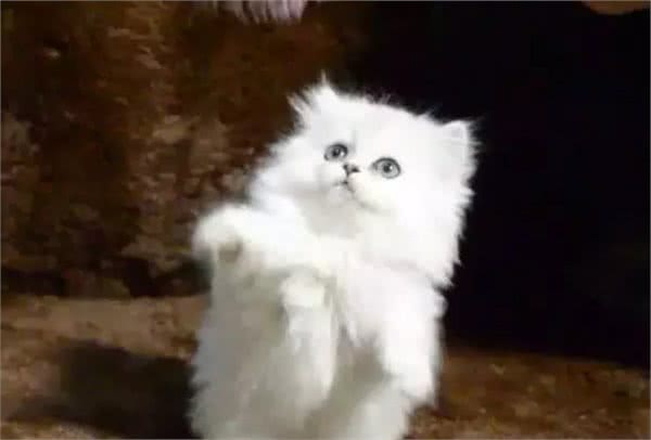 金吉拉猫详解