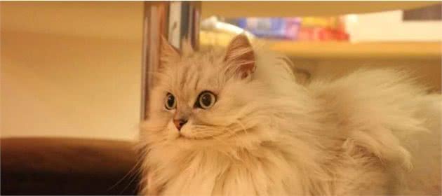 金吉拉猫详解