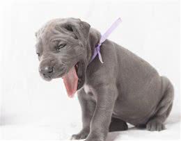 警惕！春季狗子最容易被这肠胃炎盯上