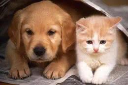 猫和狗谁更聪明？科学家终于有了答案