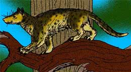 你敢相信吗？猫和狗竟然起源于同一个祖先！