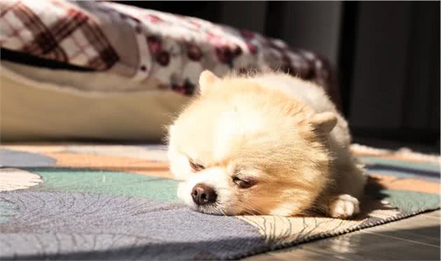 毛茸茸的茶杯犬