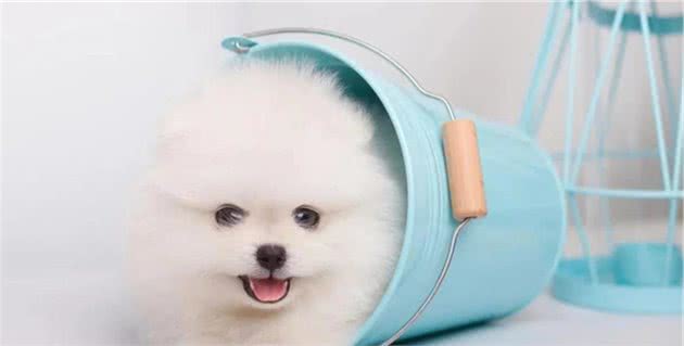 毛茸茸的茶杯犬