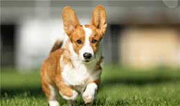 好多人之所以不养柯基犬，原来是因为它们的这些缺点！