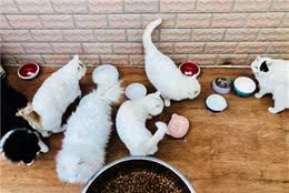 快速挑选最佳狗粮的三种办法，铲屎官不再为爱犬食物安全而担心！