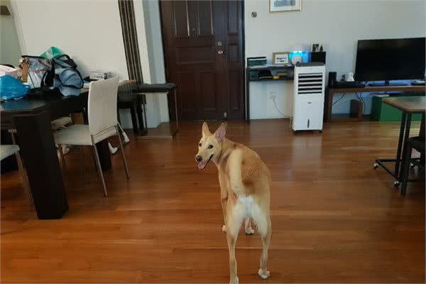 狗狗听见门铃声，就鬼喊鬼叫，如何让狗狗闭嘴？