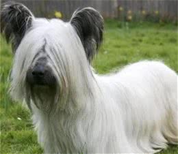 世界名犬大全（十一），你想知道的狗狗这里都有