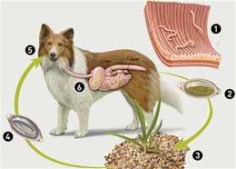 猫狗身上这些寄生虫，也能传染给主人，但不至于要把猫狗丢了