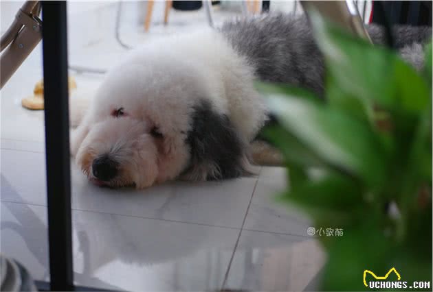 学会这5个方法，狗狗不高兴的时候，让你分分钟就能哄得它摇尾巴