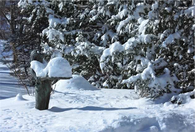 俄罗斯狗狗冰天雪地中默默守候3个月，等待抛弃它的主人回首