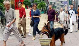 昆明犬到底有多优秀？只有养过的人才懂