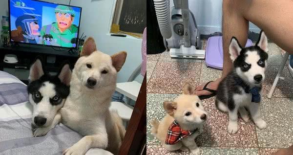 家里没有买新的坐垫，但柴犬却拥有一个新垫子，认真看居然有耳朵