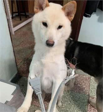 家里没有买新的坐垫，但柴犬却拥有一个新垫子，认真看居然有耳朵