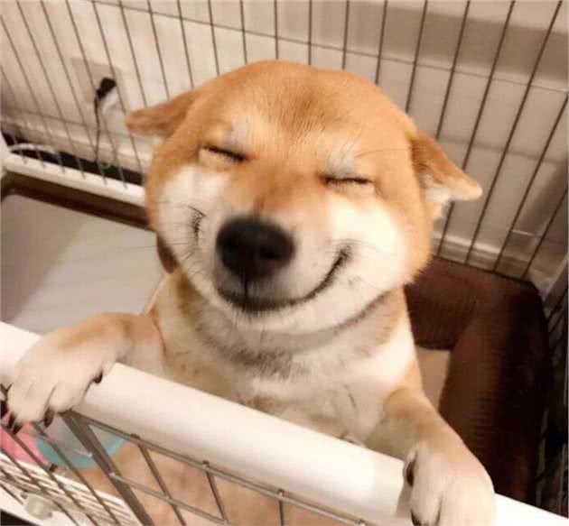 性格超级好的7种狗狗，想养的赶紧入手啦！真的不亏
