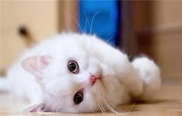 养猫！我劝你养“临清狮子猫”