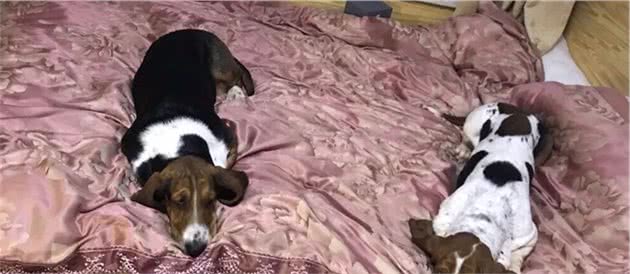 巴吉度猎犬究竟好不好养？