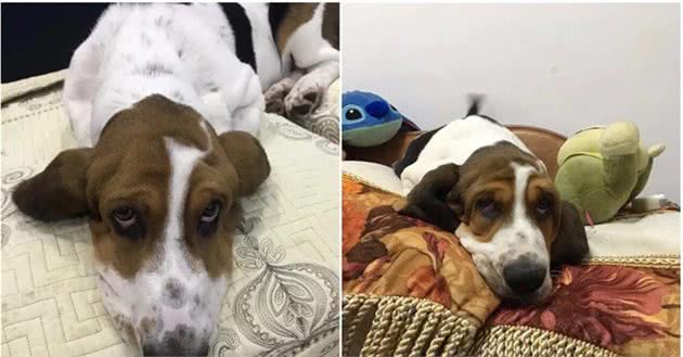 巴吉度猎犬究竟好不好养？
