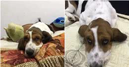 巴吉度猎犬究竟好不好养？