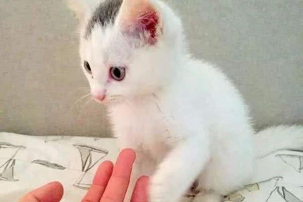 教你如何挑选一只适合自己的宠物猫狗