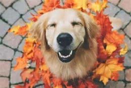 教你如何挑选一只适合自己的宠物猫狗